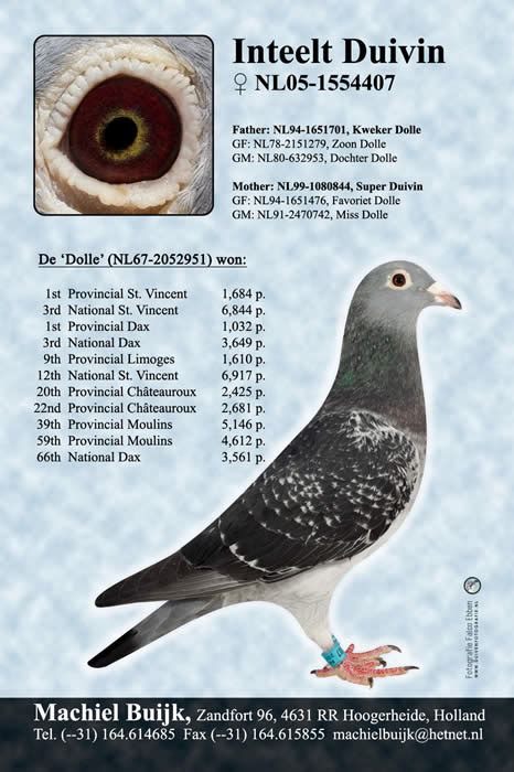 Jan Aarden Pigeons ( Machiel Buijk) .